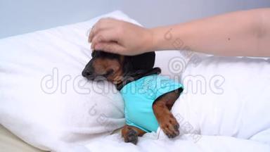 穿着蓝色睡衣的狗狗狗狗狗狗困了。 主人在睡前轻轻地抚摸他的狗。 晨起和觉醒