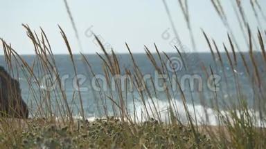 克里米亚草原的植物。 海浪穿过干草，冲刷海岸。 枯木耳在风中摇曳.