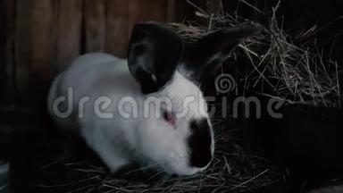 一只红眼睛黑耳朵的兔子从笼子里探出头来看镜头