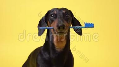 用蓝色牙刷在黄色背景下隔离的牙齿中的可爱狗大猎犬