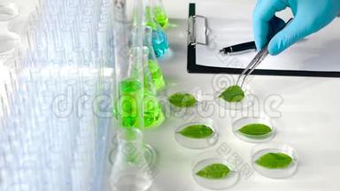 科学家用一对培养皿从镊子里小心翼翼地拿起一片绿叶，检查它并做笔记。