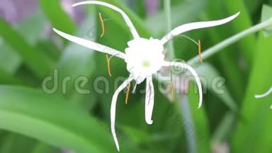 澳大利亚汉密尔顿岛上的一朵白色的海膜蜘蛛百合花