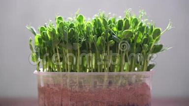 在塑料盒子里种植新鲜的有机微绿色蔬菜-年轻的蔬菜豌豆芽，以促进健康的饮食和生活方式。 生和超f