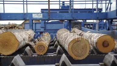 自动日志排序线。 车轮装载机和自动分拣原木直径在锯木厂。 木材工业。