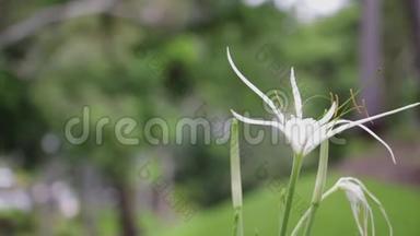 澳大利亚汉密尔顿岛上的一朵白色的海膜蜘蛛百合花