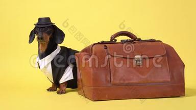 戴着牛仔帽的<strong>兽医</strong>站在老式的手提箱上，黑褐色的达克斯犬被隔离在黄色的白色背景上