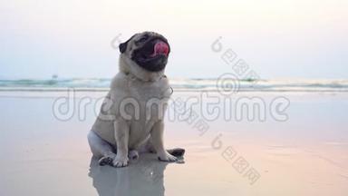 快乐的狗-帕格<strong>犬</strong>-坐在<strong>沙</strong>滩上，在<strong>沙</strong>滩上享受快乐和快乐的假期