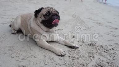 快乐的狗-帕格<strong>犬</strong>-坐在<strong>沙</strong>滩上，在<strong>沙</strong>滩上享受快乐和快乐的假期