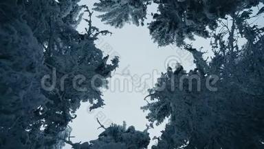 在寒冷的冬季景观中，高大的<strong>云杉树</strong>覆盖着雪。 雪林中的天空景色。