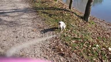 在湖边公园里，一只可爱的小狗奇瓦瓦在户外用皮带牵着狗走