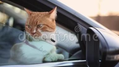红猫的肖像看着<strong>车窗外</strong>。