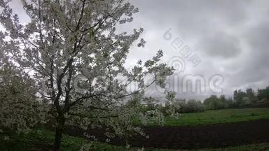 在一个阴天的春天，盛开的<strong>樱桃生长</strong>在花园附近。 一棵开花的树在风中摇曳。 时光流逝。