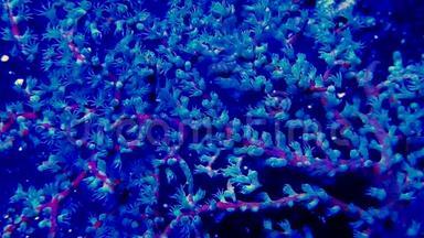蓝莓海扇珊瑚喂食.