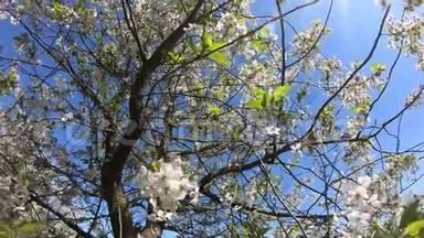 阳光明媚的一天，一棵开花的樱桃树在一阵风的吹拂下摇曳。 时间流逝。