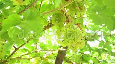 葡萄园里的绿葡萄。 在阳光明媚的树枝上