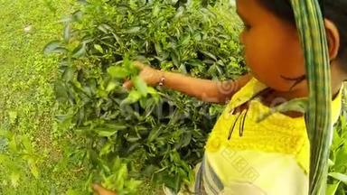 女孩收集茶叶灌木从上看阿萨姆