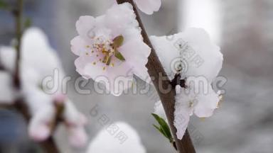粉红色的花在春天和雪一起开桃树。 春天的树在三月开着粉红色的花。 白雪覆盖的花朵