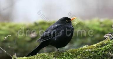 常见<strong>的</strong>黑鸟都德斯梅鲁拉坐在树上。 早春。 <strong>大自然的声音</strong>