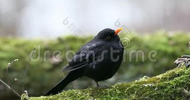 常见的黑鸟都德斯梅鲁拉坐在树上。 <strong>早春</strong>。 大<strong>自然</strong>的声音