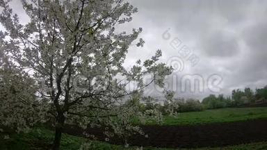 在一个阴天的春天，盛开的<strong>樱桃生长</strong>在花园附近。 一棵开花的树在风中摇曳。 时光流逝。