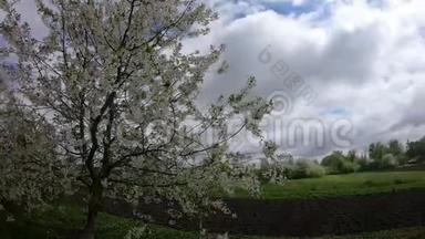 在一个阴天的春天，盛开的樱桃生长在花园附近。 一棵开花的树在风中摇曳。 时光流逝。