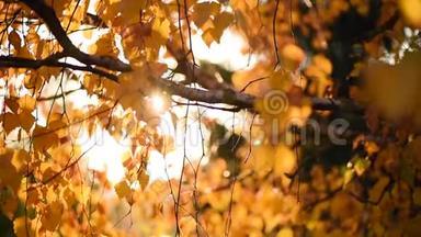 阳光透过黄色<strong>的</strong>叶子闪闪发光。 <strong>金色的秋天</strong>。 自然背景，阳光明媚。 <strong>秋天的</strong>城市公园。