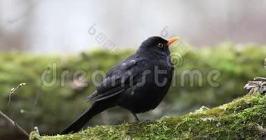 常见的黑鸟都德斯梅鲁拉坐在树上。 <strong>早春</strong>。 <strong>自然</strong>之音
