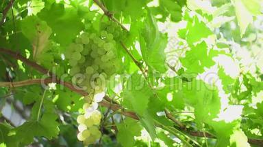葡萄园里成熟的白葡萄。 酿造白葡萄酒的葡萄酒上的熟葡萄. 葡萄酒葡萄收获