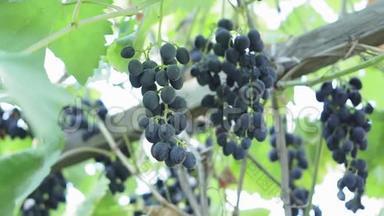葡萄树上的一束葡萄，在阳光明媚的葡萄园里。 有机水果农场