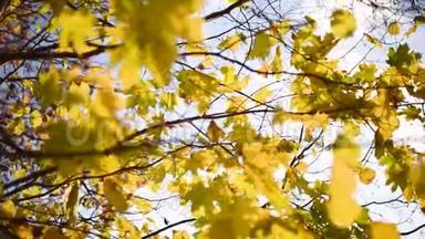 <strong>金色的</strong>枫叶被风吹过.. <strong>秋天的</strong>概念。 枫树变色.. 自然背景