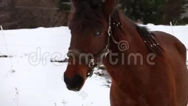 深棕色的马在<strong>咀嚼食物</strong>，被抚摸，环顾四周，下雪的环境