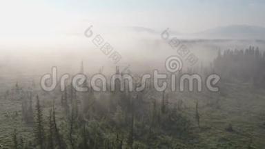 日出前飞越一片浓雾弥漫的田野，雾中的松树