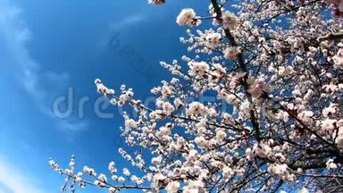 春天的花朵背景。 在蓝天的背景上开着花的杏子。