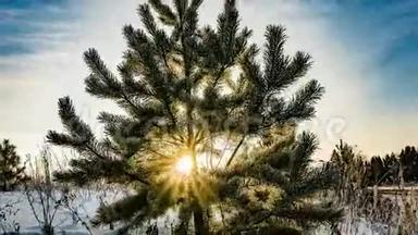 一幅美丽的<strong>冬日</strong>风景，一棵年轻的松树在美丽的<strong>冬日</strong>天空的背景下流逝