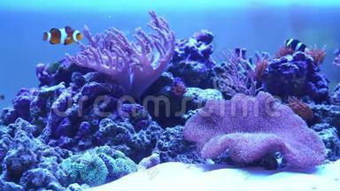 珊瑚礁水族馆与尼莫鱼。