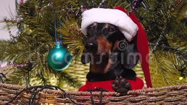 穿着红毛衣和圣诞老人的节日帽子的可爱的黑褐色达克顺德狗`坐在一个大篮子里，放在一个圣诞节