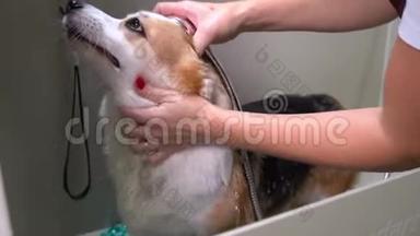 有趣的威尔士考吉彭布罗克狗的放松浴泡沫。 狗在美容美发厅洗泡泡澡