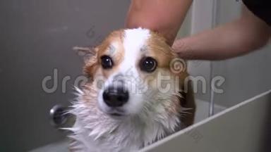 威尔士科吉彭布罗克狗洗澡用肥皂和水。 狗在美容美发厅洗泡泡澡