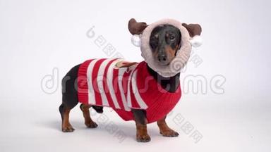 戴着红色圣诞毛衣和鹿角的黑褐<strong>色达</strong>春德狗肖像，被隔离在灰色背景上