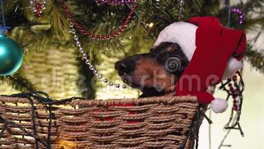 穿着红毛衣和圣诞老人的节日帽子的可爱的黑褐色达奇猎犬正坐在一个大篮子`睡着