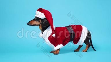 穿着圣诞老人滑稽服装的可爱的小黑棕色达克顺德坐在蓝色的背景下，慢慢地把头从侧面转过来