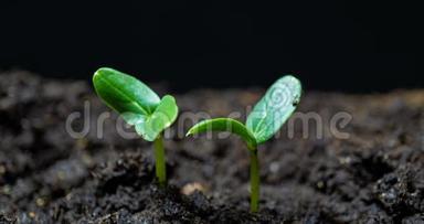 生长绿色黄瓜植株时间流逝。 延时种子生长，特写自然农业拍摄.. 蔬菜发芽
