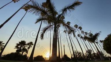 日落时高高的加利福尼亚棕榈树在蓝天上摇摆。 去看摄像机。 加州圣莫尼卡温暖阳光明媚的夏日