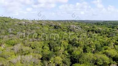 鸟瞰热带森林，丛林在普拉亚多福特，巴西。