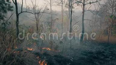 全球变暖危机。 在热带雨林发生的事。 农业中使用的控制燃烧。 4k
