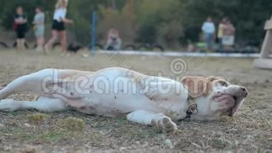 光滑的头发狗正躺在草地上<strong>翻滚</strong>着看着主人。 日落时分，两声母猎犬在公园里休息。 快乐的宠物游戏