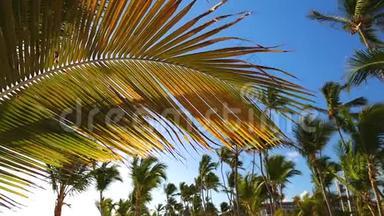 椰子棕榈树与蓝色的热带天空与云。 异国海岛的暑假..