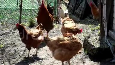 一只<strong>红脸</strong>公鸡在农村院子里的母鸡中间散步