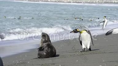 在佐治亚州南部玩企鹅国王的毛皮海豹