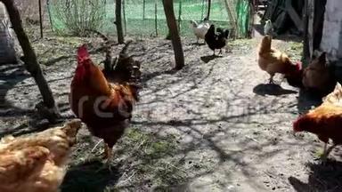 一只<strong>红脸</strong>公鸡在农村院子里的母鸡中间散步。 公鸡拍打翅膀